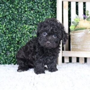 mini poodle for sale